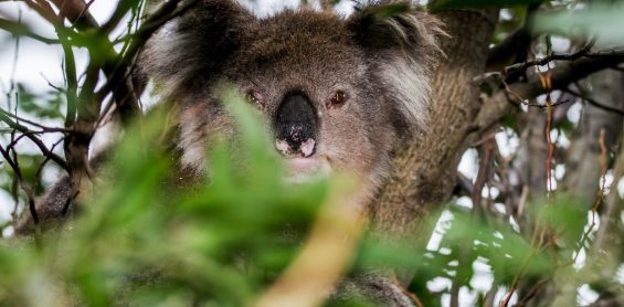 miś koala, drzewo, Australia, zdjęcie